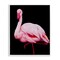 Stupell Industries Contrasting Flamingo on Black Framed Giclee, design by James Corwin